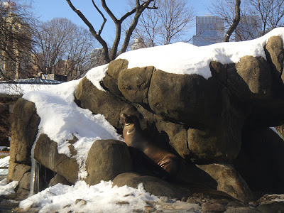 DSC01775 - 12º  Dia - New York 14/01/2011 (Central Park Zoo, Soho e Top of the Rock)