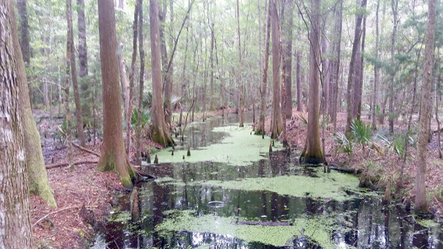 image22B252812529 8 - Road trip Estados Unidos: Caw Caw Interpretive Center - Ravenel/Carolina do Sul