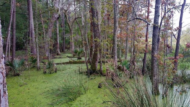 image22B252832529 - Road trip Estados Unidos: Caw Caw Interpretive Center - Ravenel/Carolina do Sul