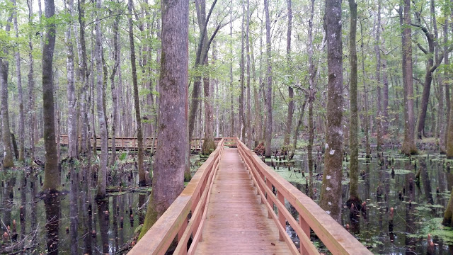 image22B252842529 - Road trip Estados Unidos: Caw Caw Interpretive Center - Ravenel/Carolina do Sul