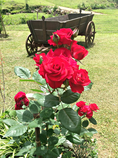 rosas estrada do sabor garibaldi - O que conhecer em Garibaldi na Serra Gaúcha