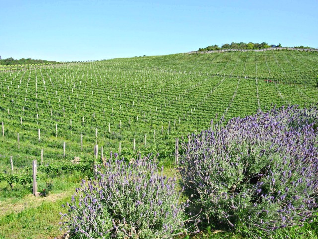 vinhedo don laurindo - O que conhecer em Garibaldi na Serra Gaúcha