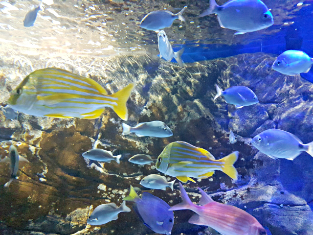 AquaRio 4 - Conheça o AquaRio, o maior aquário da América do Sul