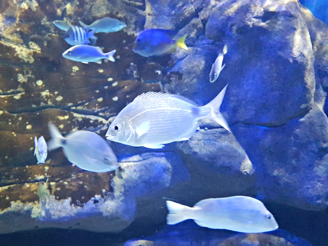 AquaRio 5 - Conheça o AquaRio, o maior aquário da América do Sul
