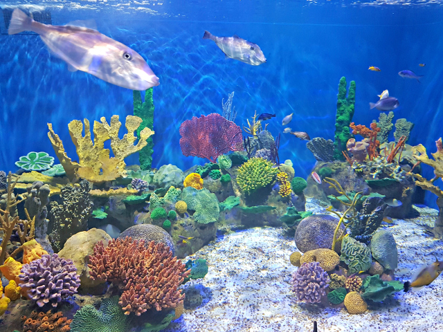 Conheça o AquaRio, o maior aquário da América do Sul