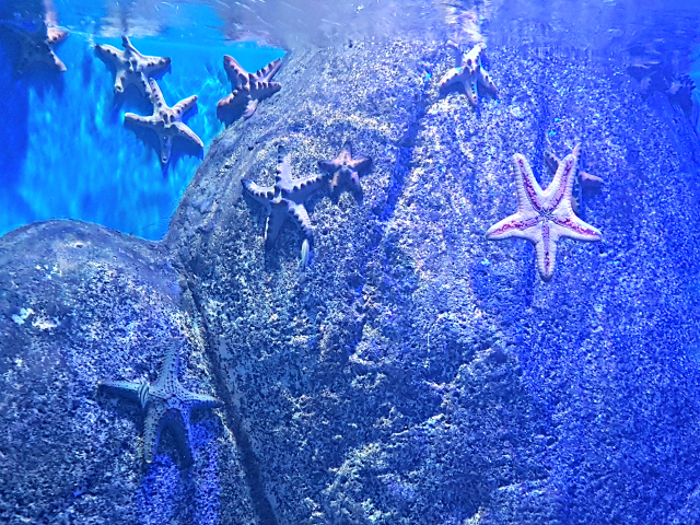 AquaRio Estrela - Conheça o AquaRio, o maior aquário da América do Sul