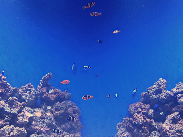 AquaRio Peixe Palhaço Nemo - Conheça o AquaRio, o maior aquário da América do Sul