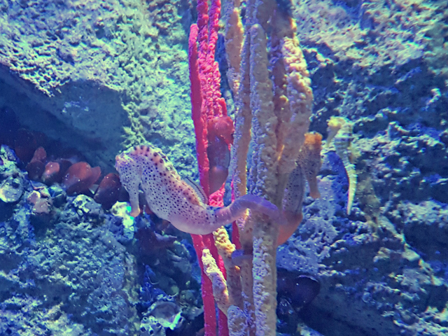 AquaRio Sea Horse - Conheça o AquaRio, o maior aquário da América do Sul