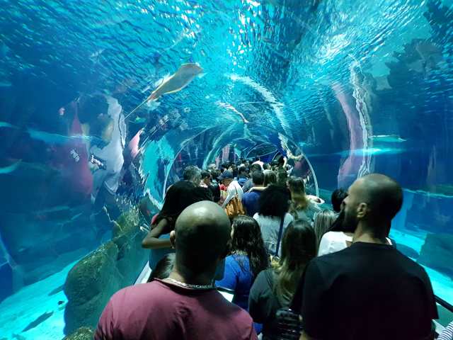 AquaRio Tunel 2 - Conheça o AquaRio, o maior aquário da América do Sul