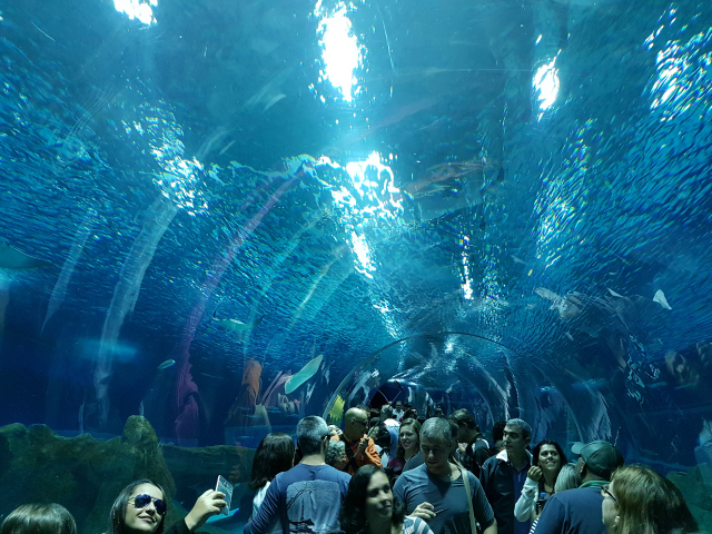 AquaRio Tunel 3 - Conheça o AquaRio, o maior aquário da América do Sul