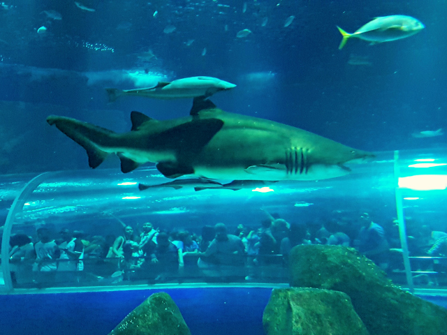 AquaRio tubarão - Conheça o AquaRio, o maior aquário da América do Sul