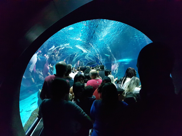 AquaRio tunel - Conheça o AquaRio, o maior aquário da América do Sul