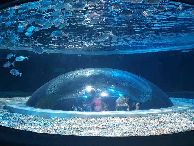 AquaRio - Conheça o AquaRio, o maior aquário da América do Sul