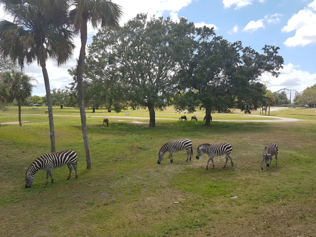 Busch Gardens Tampa Serengeti Zebras - O Parque mais Radical da Flórida: Busch Gardens